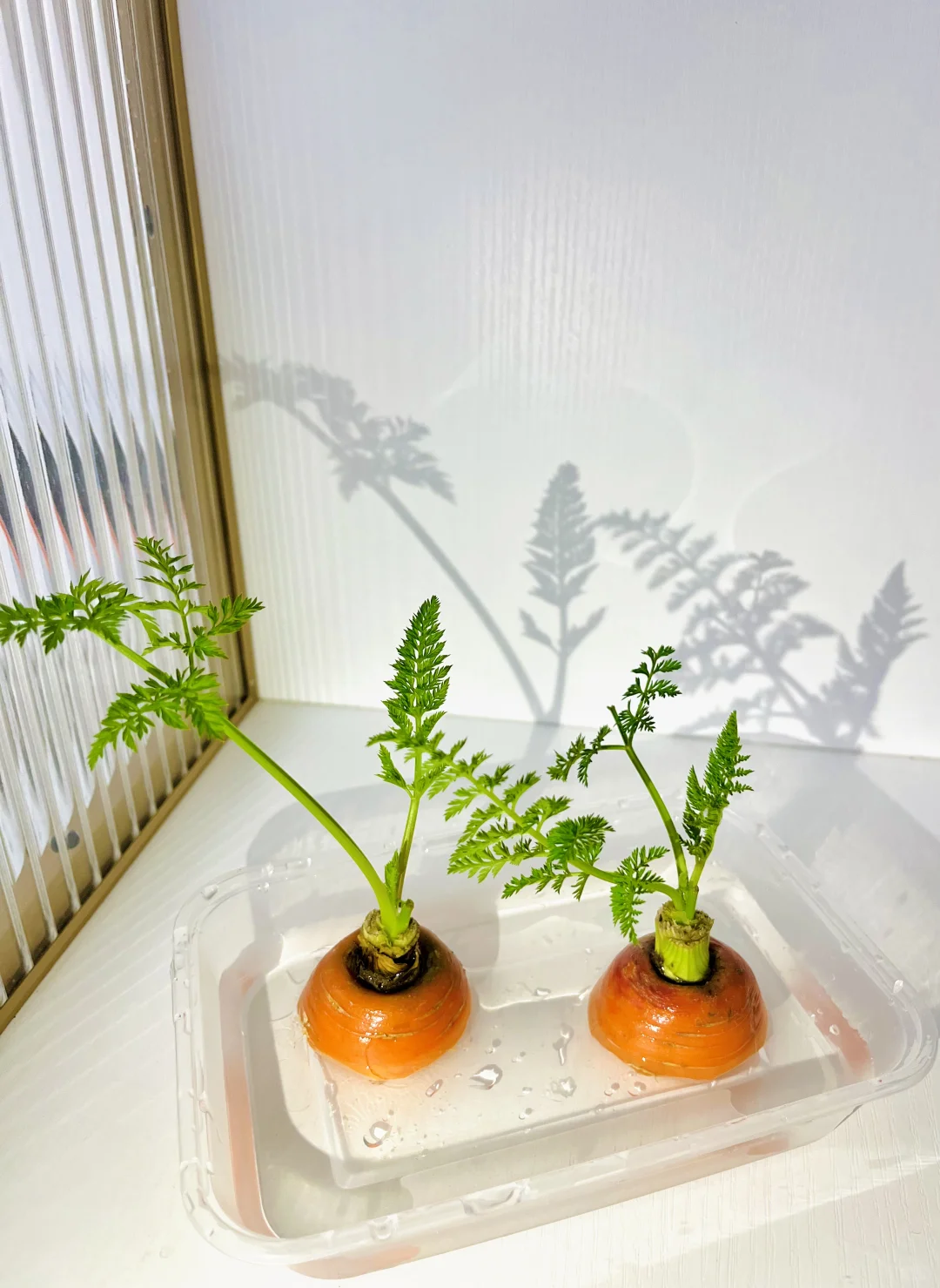 用不完的蔬菜/果核这样水培！