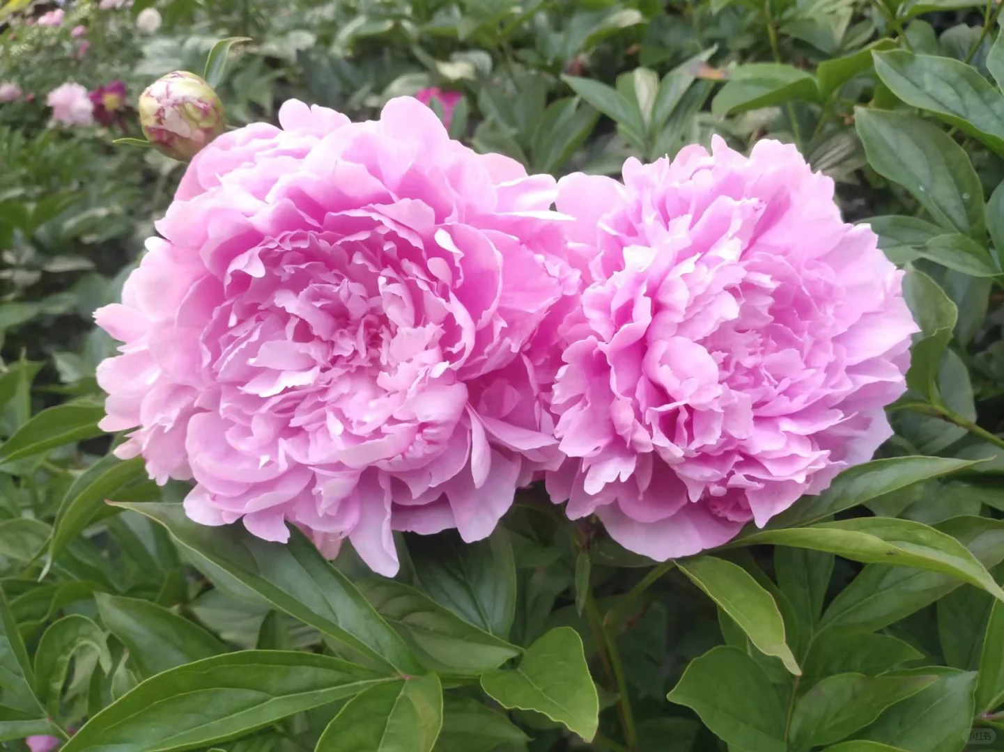 成都苗木基地 本地草花灌木批发，可施工