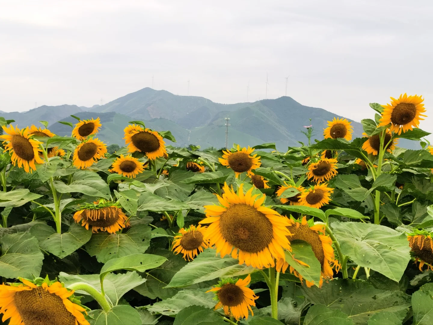 如何开发农村旅游资源？