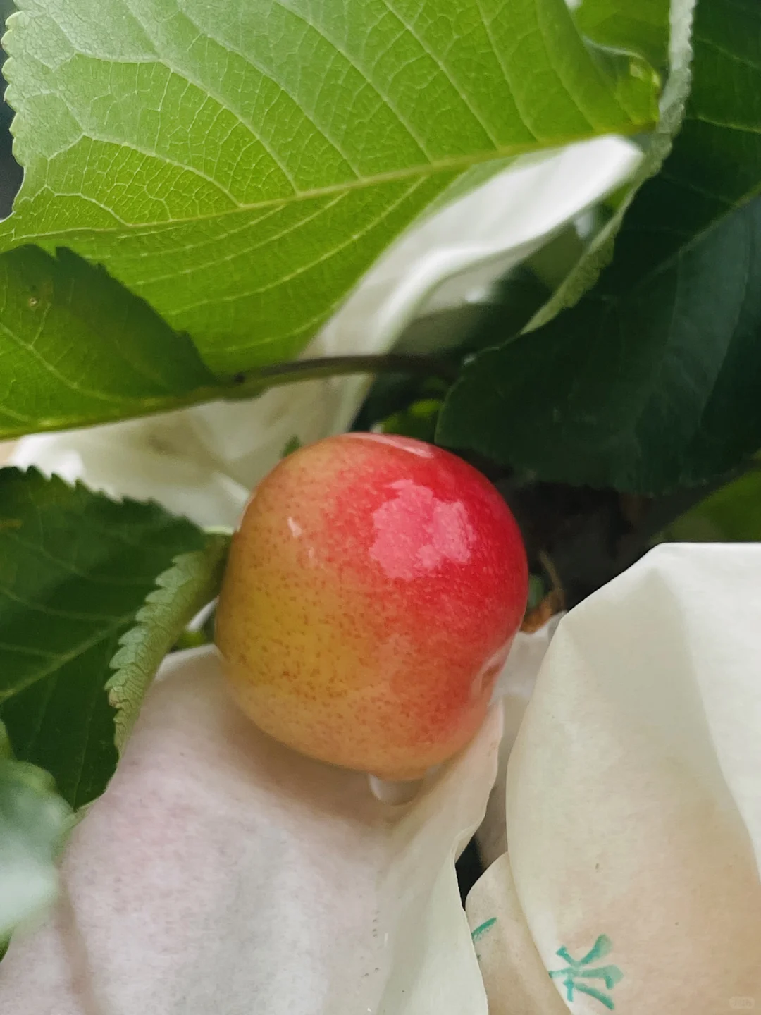 我就不理解 那些卖假车厘子树苗的良心何在