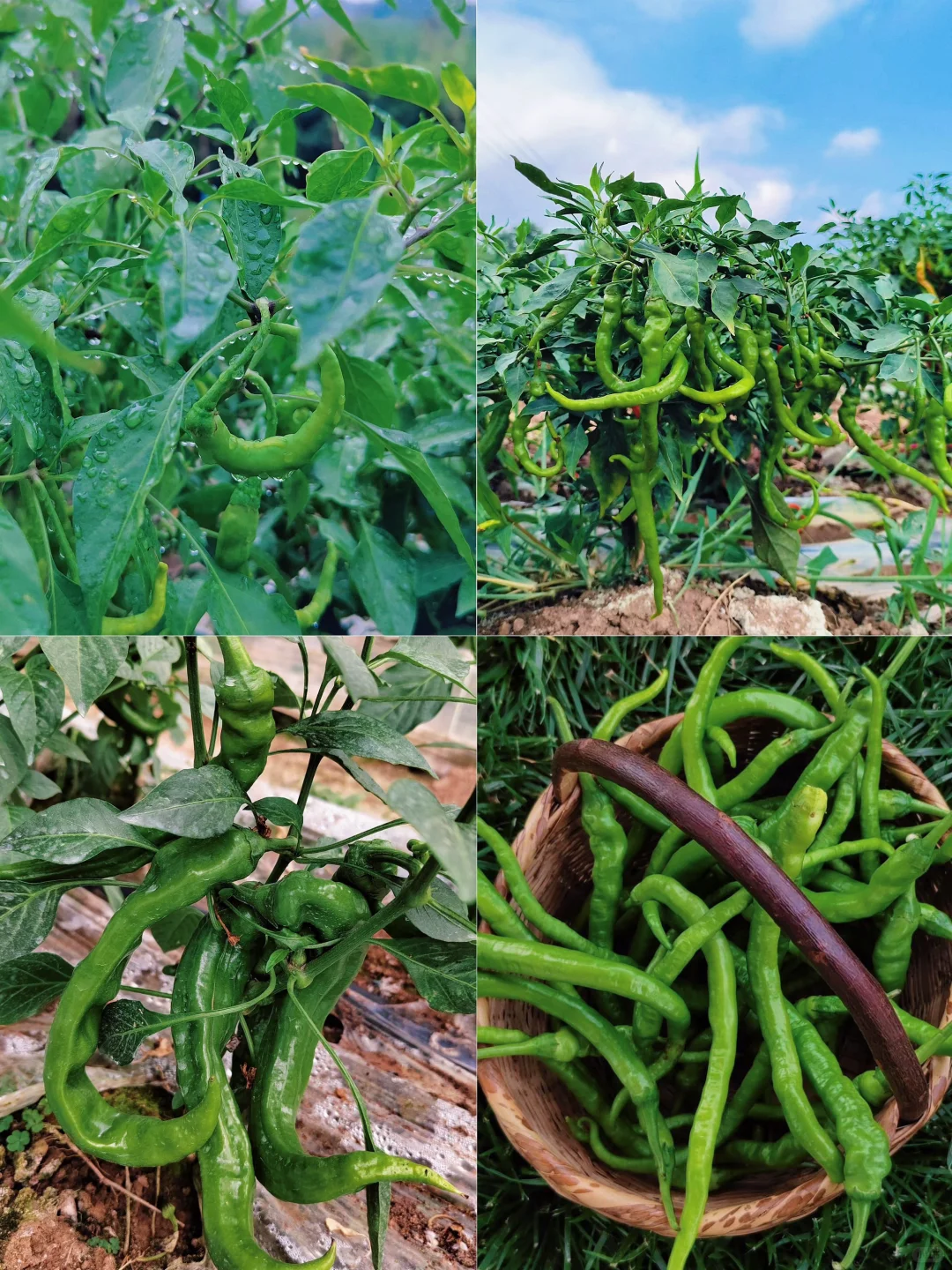 菜园子的治愈瞬间，想看你们种的菜~