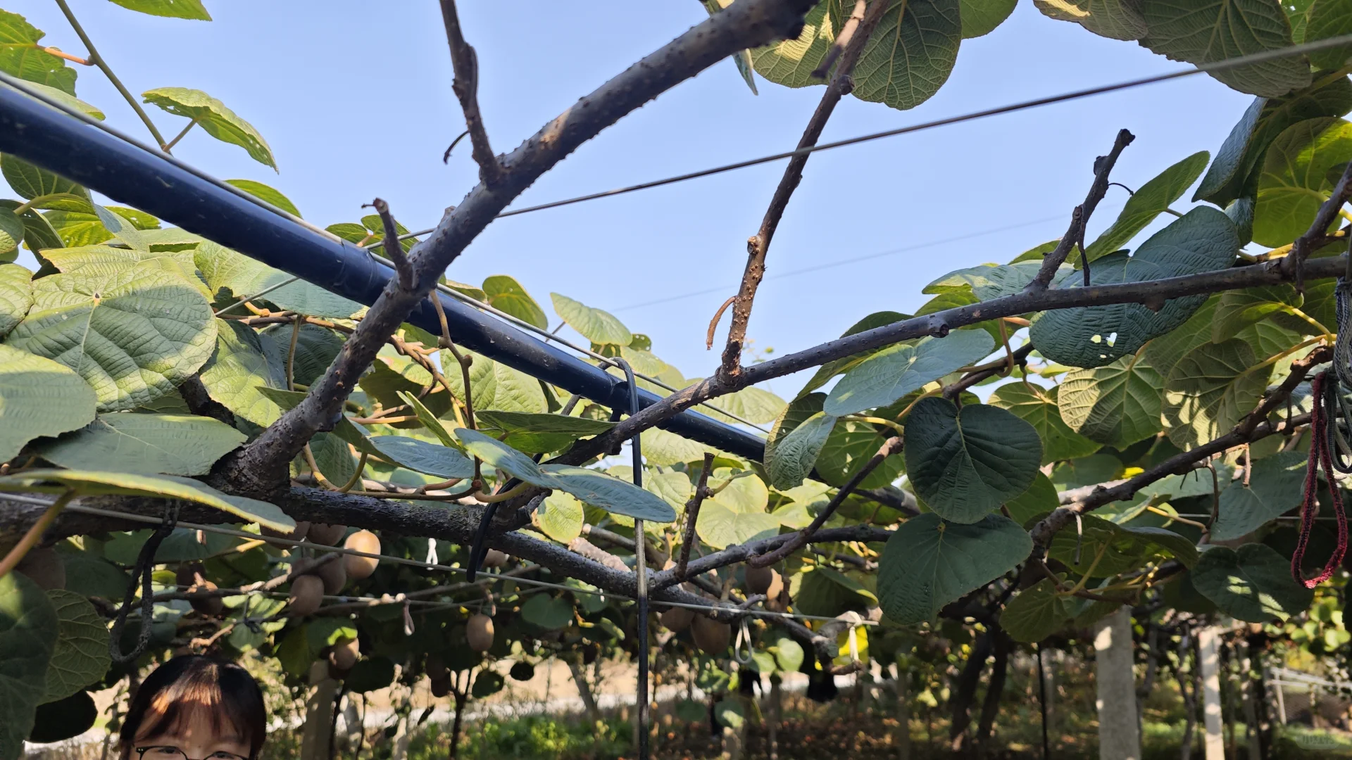 常州新农村猕猴桃采摘