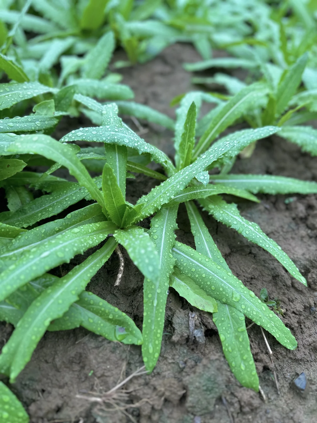 雨中的菜地 太治愈