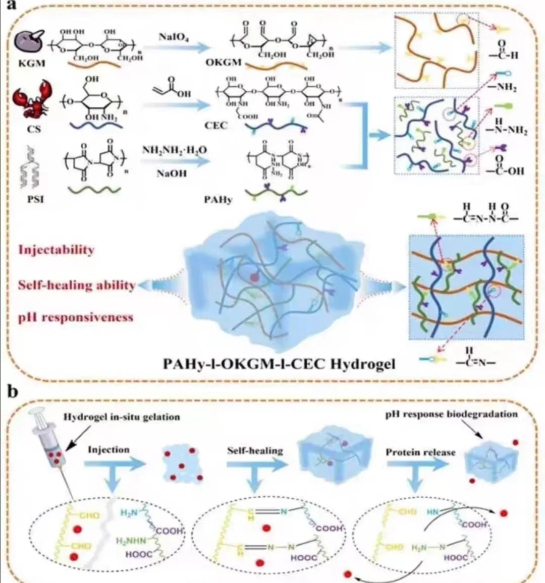 自修复载药水凝胶 可按需研发天然