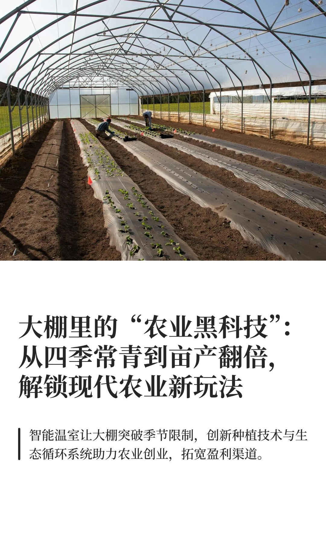 大棚里的“农业黑科技”：从四季常青到亩产