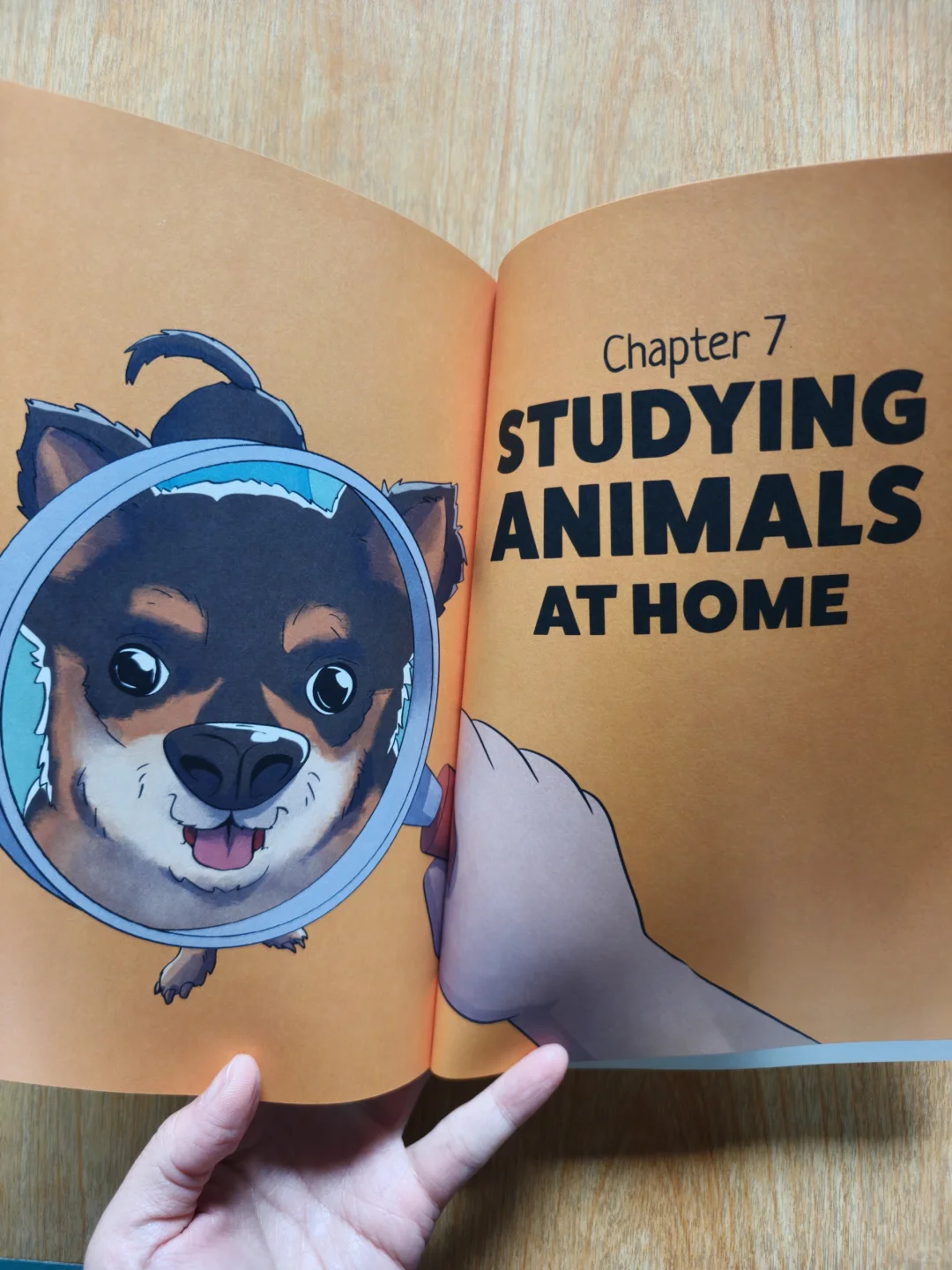 海狸の建筑天赋：看完它的豪宅我承认我酸了