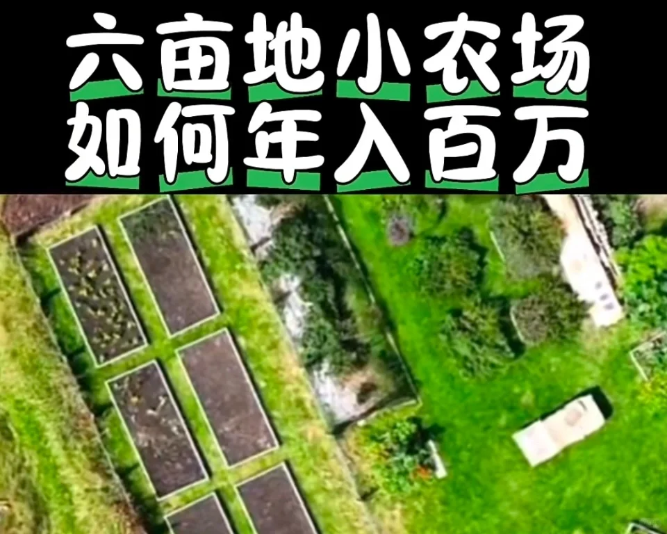 新农人如何让六亩地月入十万