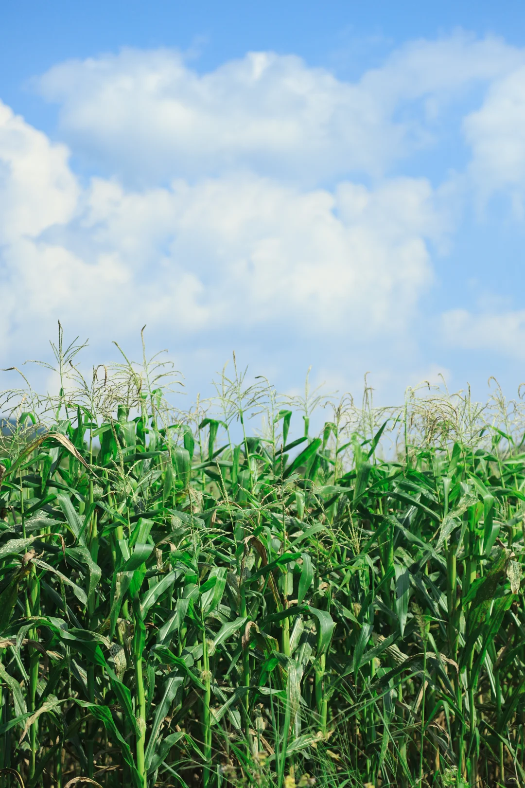 90后二胎宝妈，宁愿种玉米也不打工