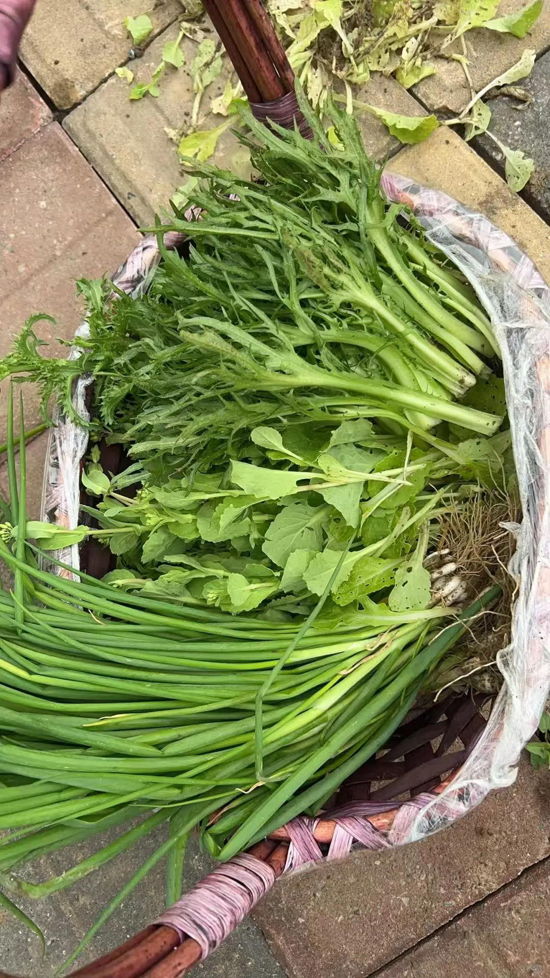 在小小的菜园里库库一顿挖