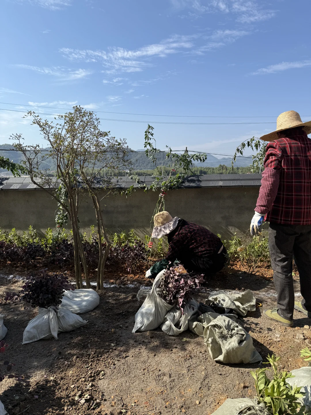 自建房小院开始种花花草草啦????
