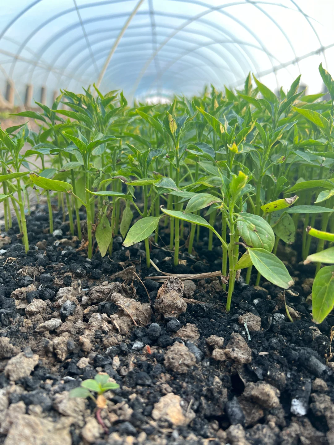 蔬菜大棚里的菜苗