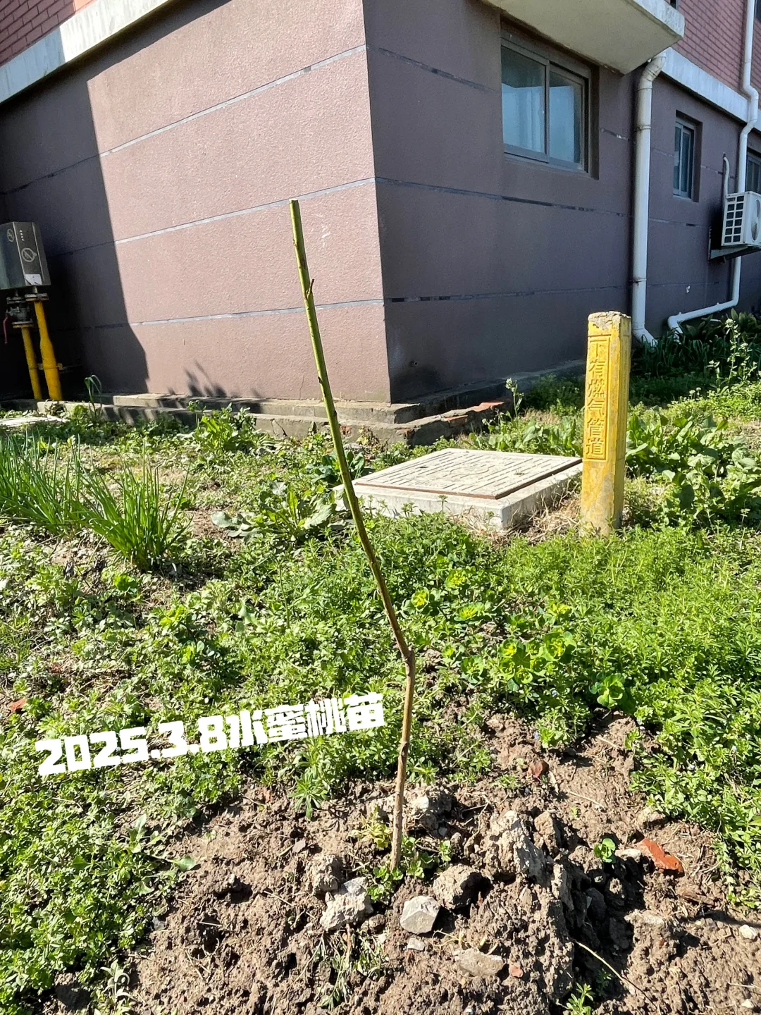 种花的尽头是种果树