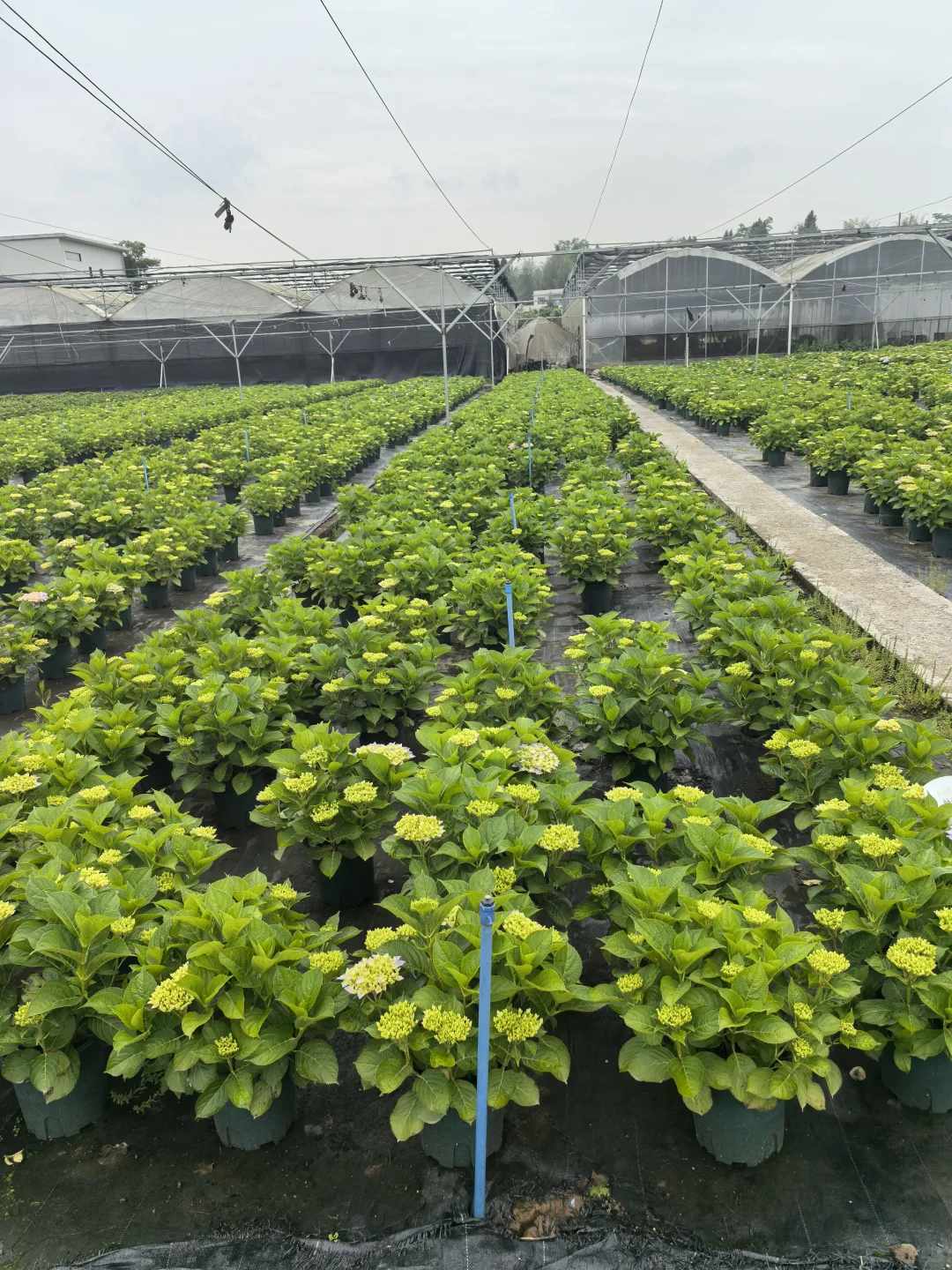 各种绣球、月季