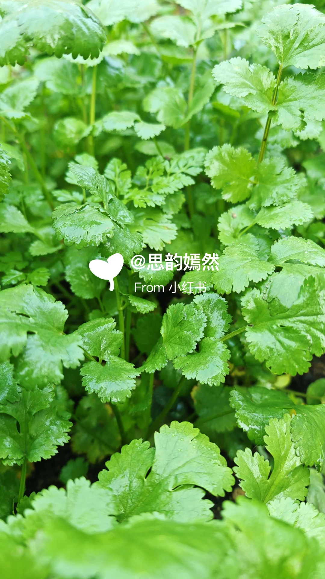 ??德国冬季蔬菜种植与暖棚的使用