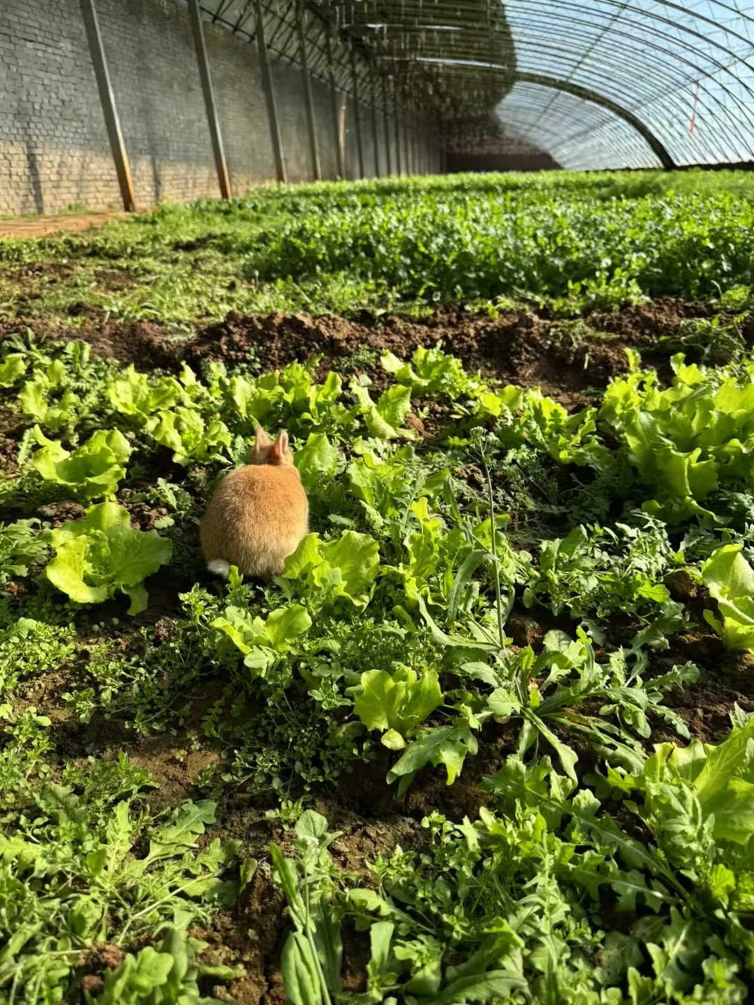 这里是超级大的有机蔬菜大棚?