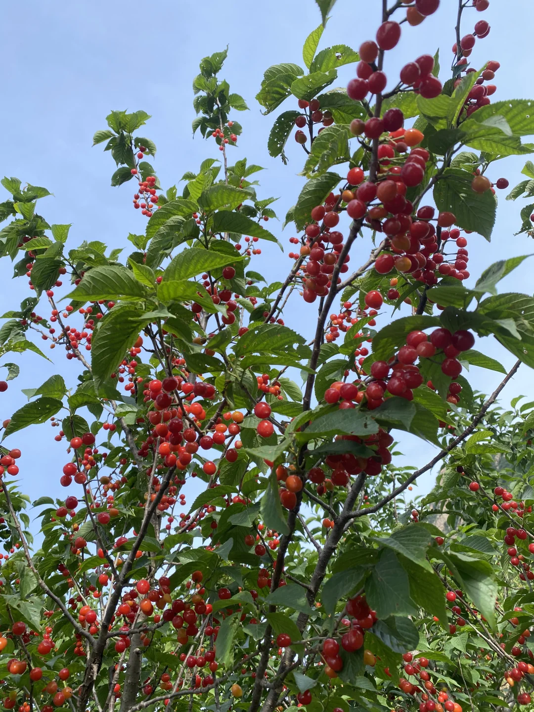 中华小樱桃树各种规格继续起苗了