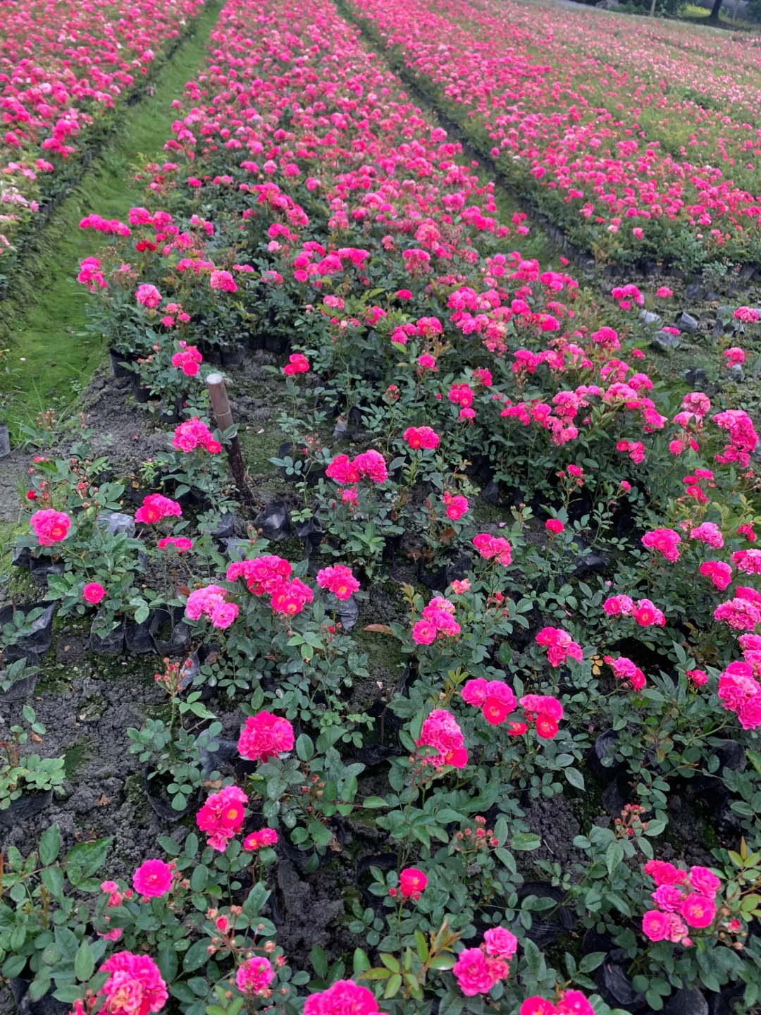 成都苗木基地 本地草花灌木批发，可施工