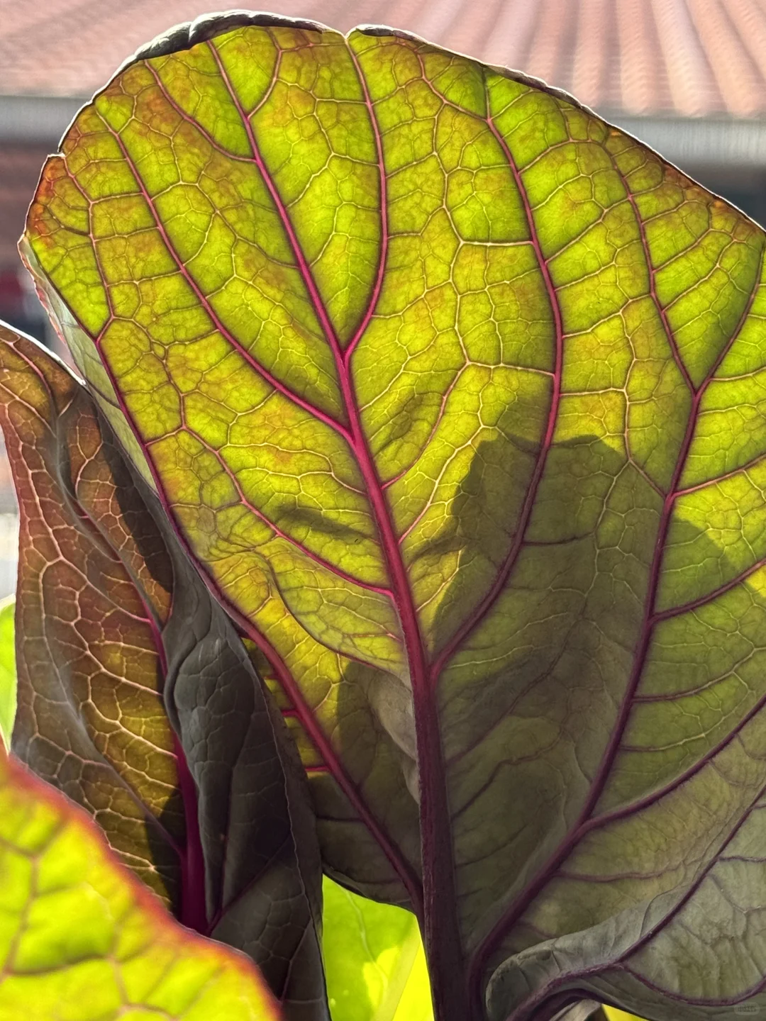 历经两个月从小菜苗到采收大家看我种的如何