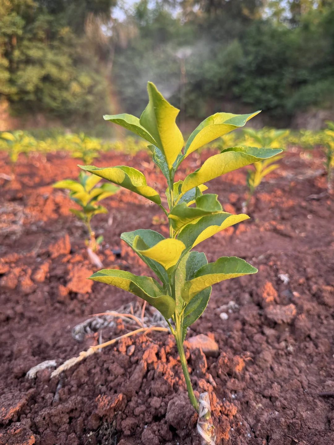 好久没有分享了