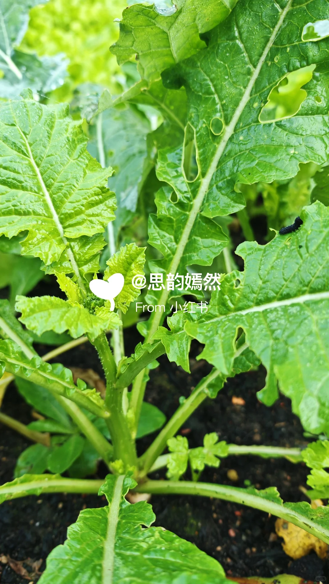 ??德国冬季蔬菜种植与暖棚的使用