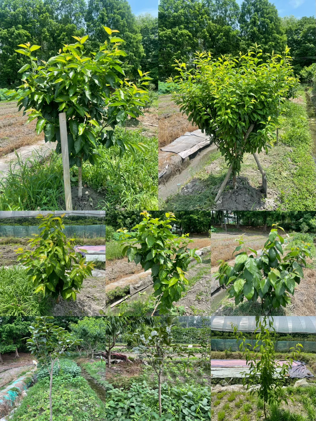 去年冬天买的果树苗都长大了