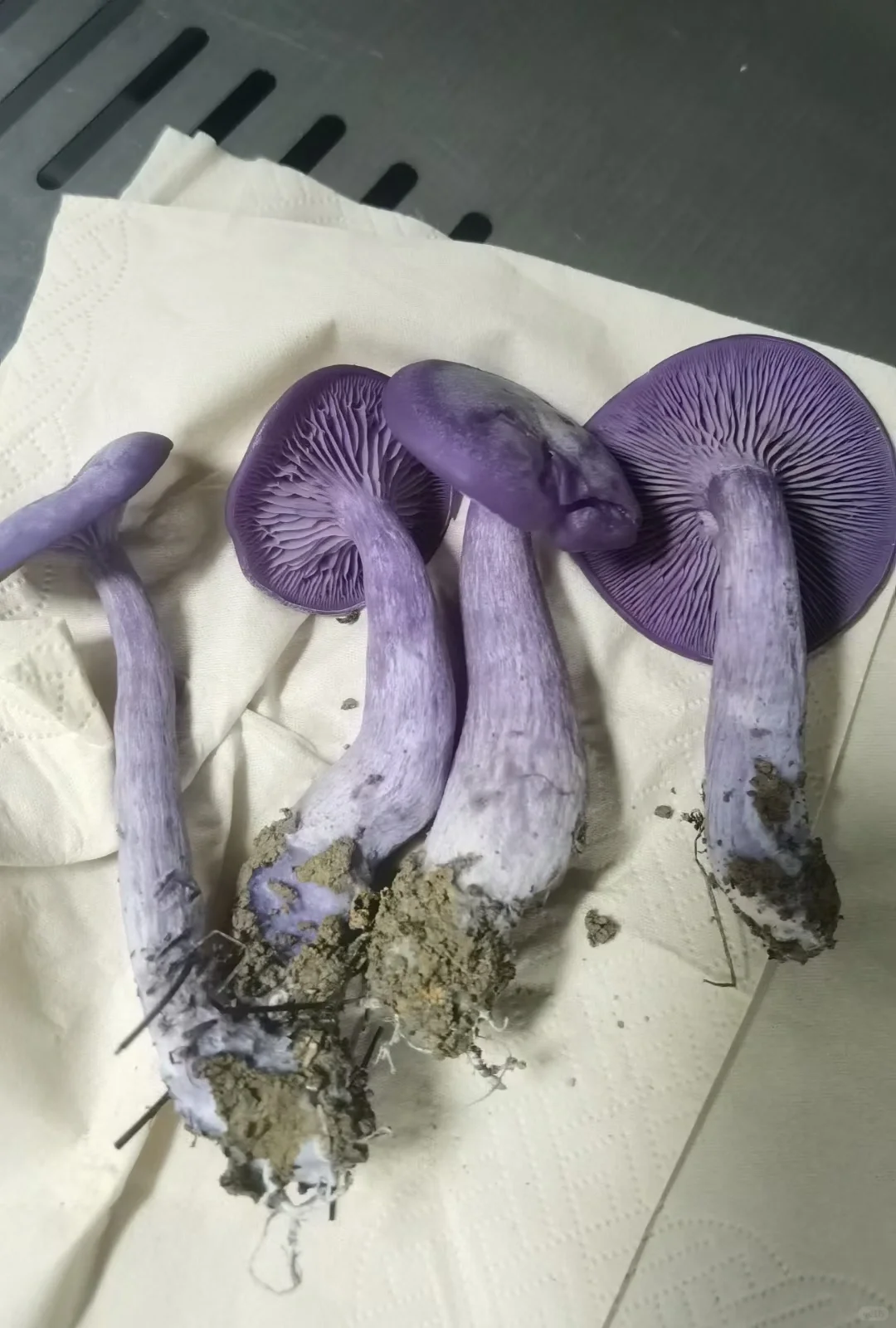 这些年种植菌类的心酸与苦辣，只有其中人懂