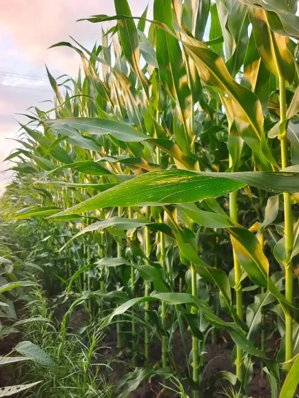 陇南农牧：大地与生命的和谐交响