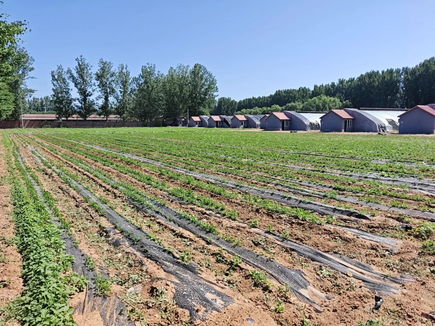 新农人如何让六亩地月入十万