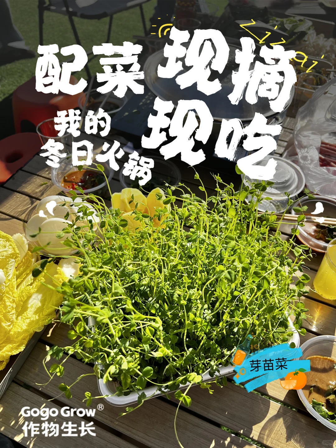 冬天，我终于实现了「蔬菜自由」！?