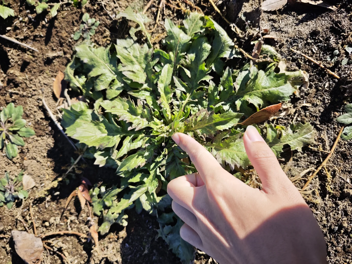每周末从东京到千叶去自采蔬菜!