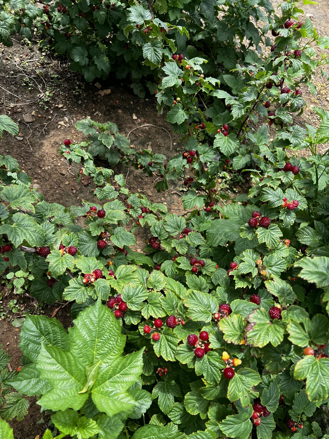 这苗子太懂事了 根根挂满啊 对版红梅树莓苗