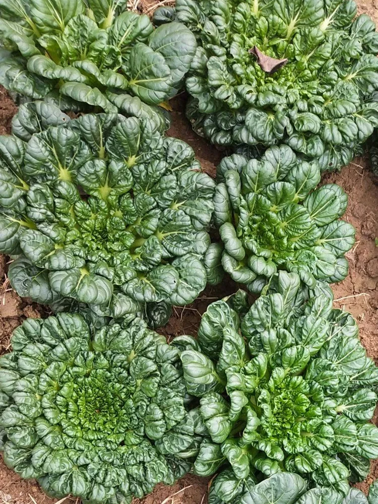 天冷也不怕，这7种绿叶菜现在种正当时！