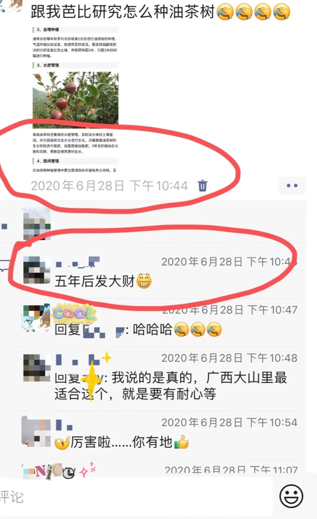 朋友预言成功，我爸爸发财了，种成功油茶树