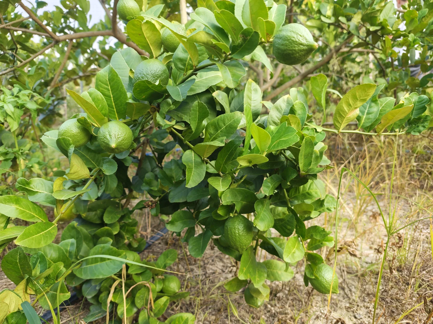 果园出租 农庄转让 着急拆伙出手