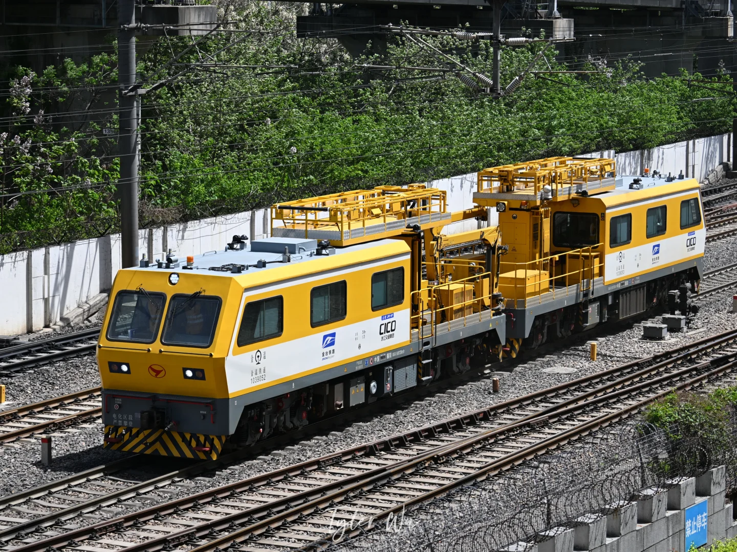 金鹰常有，金温金鹰不常有