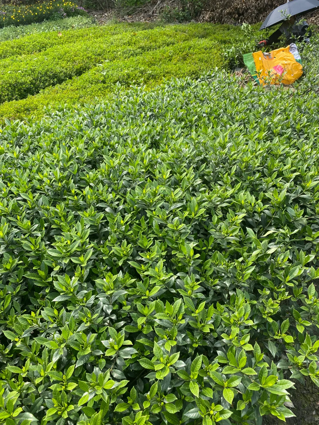 成都苗木基地 本地草花灌木批发，可施工