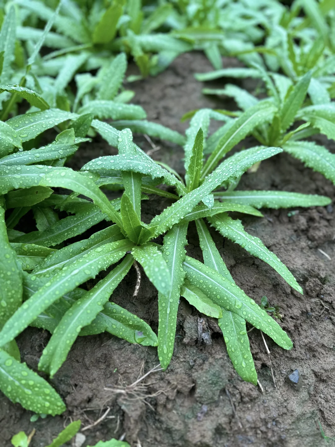 雨中的菜地 太治愈