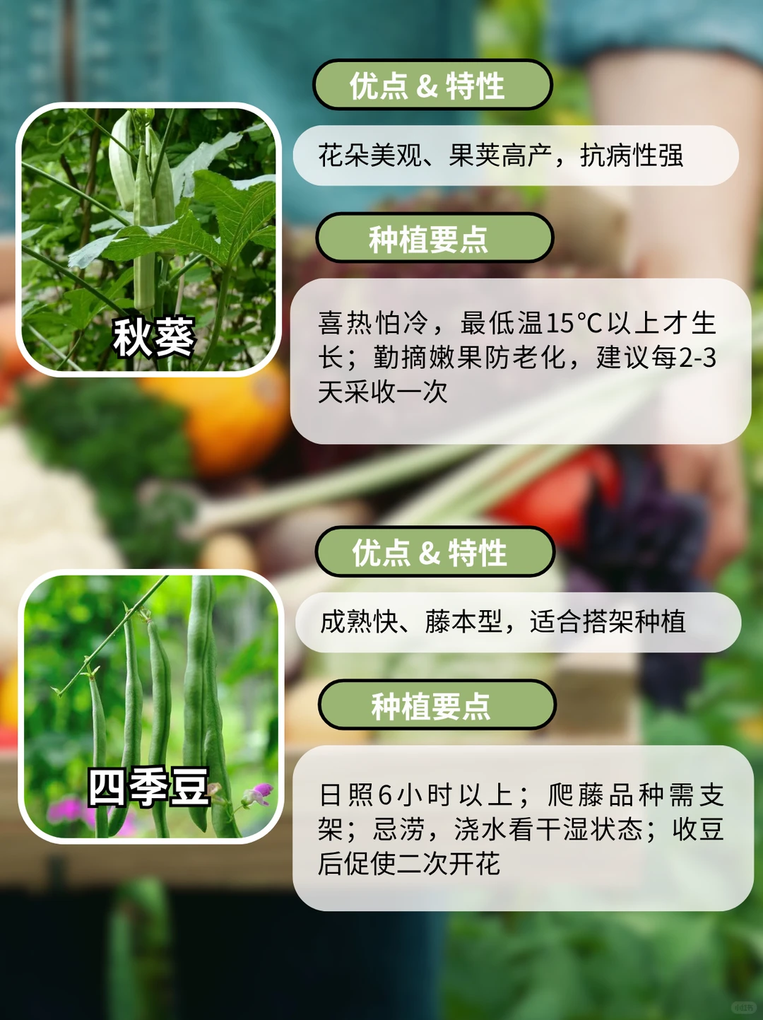 这9种阳台好养瓜果蔬菜，别错过啦~