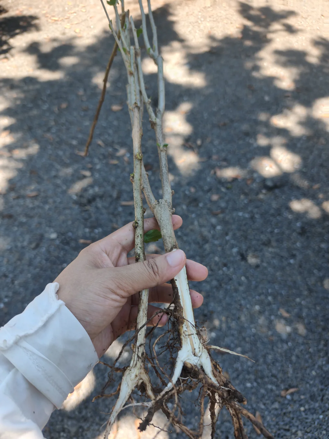 好气！新种的树苗又被小朋友拔断了