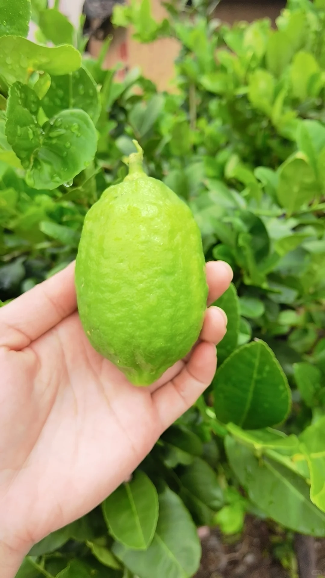 免费送都没人要的香水柠檬苗