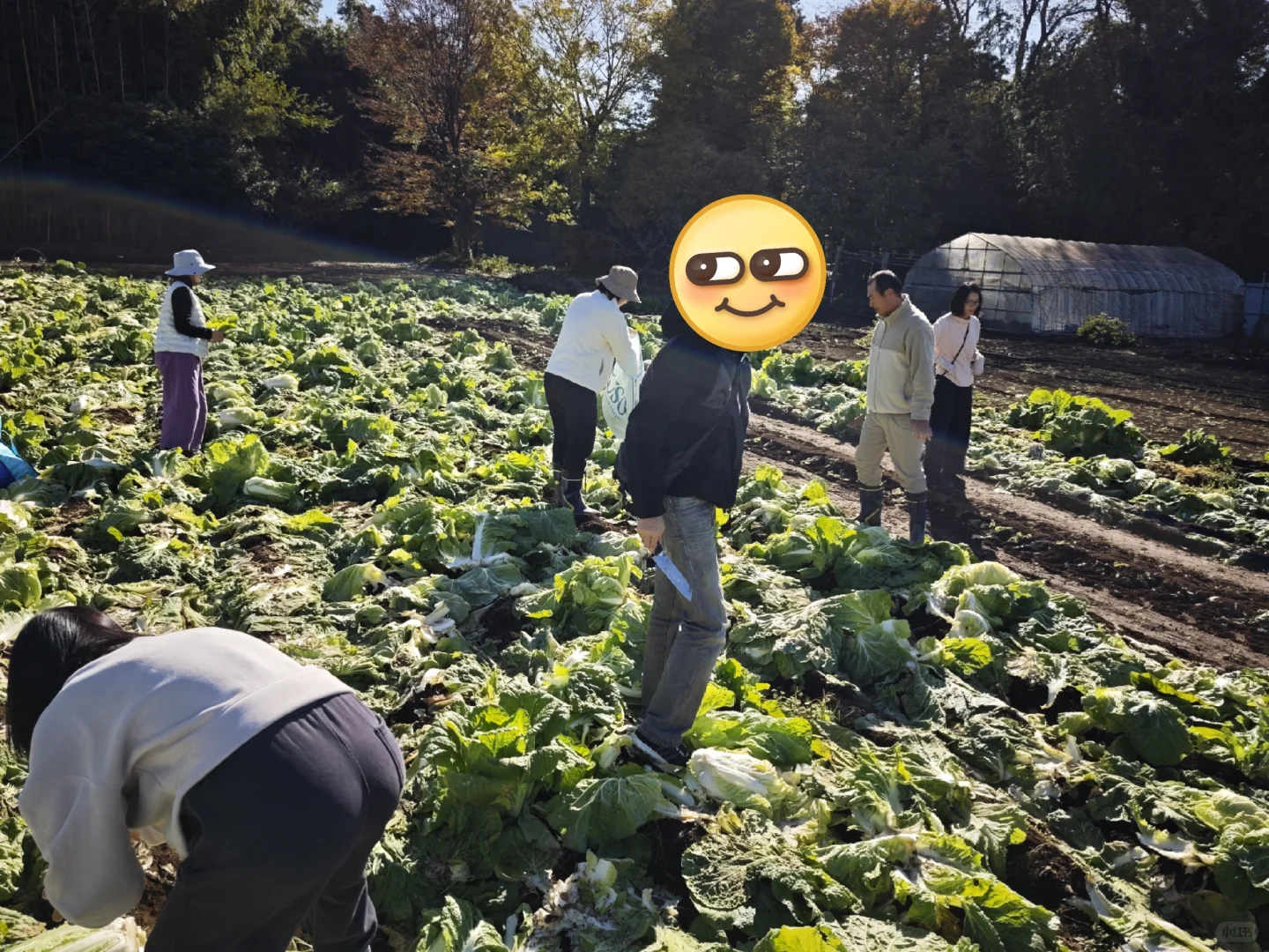 每周末从东京到千叶去自采蔬菜!