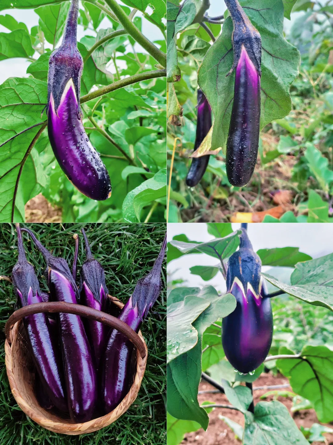 菜园子的治愈瞬间，想看你们种的菜~