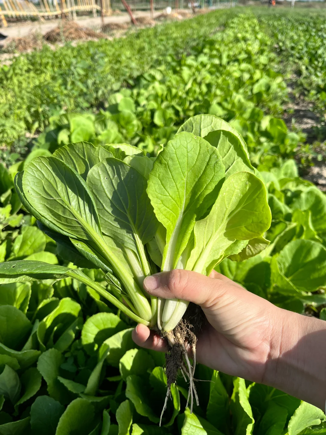 ?自驾30分钟！带娃采摘的好地方又被我发现