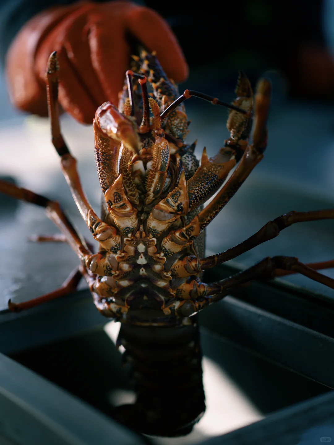 运输流程新升级?完成清关手续只需3小时？