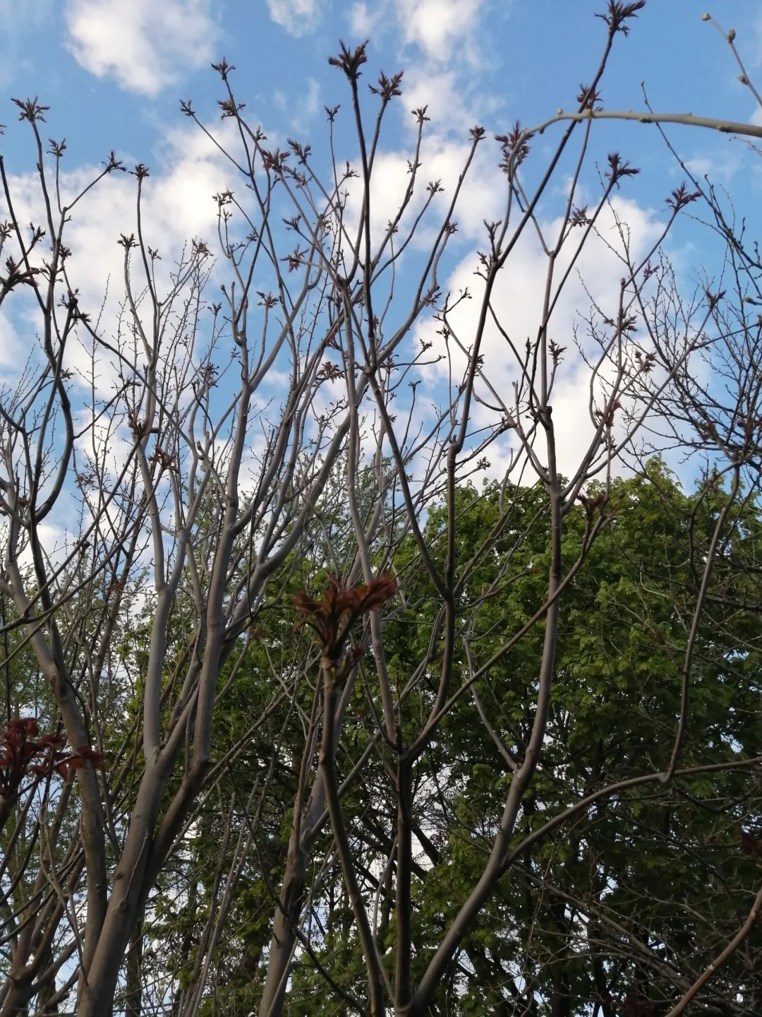 明年香椿树全部卖掉