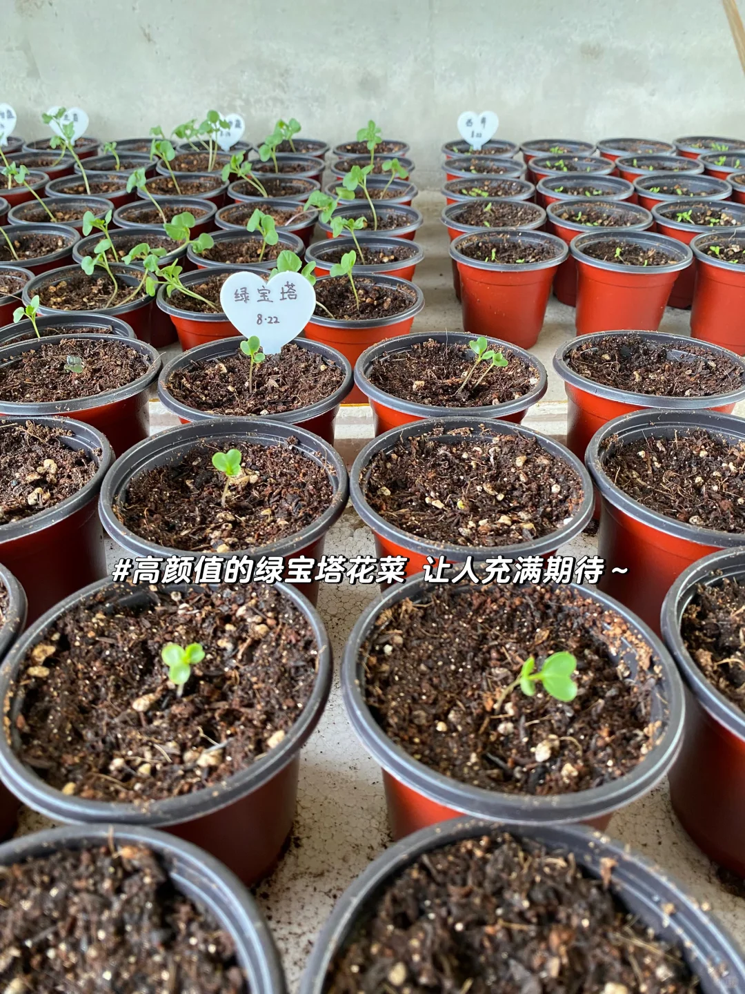 秋播种植记｜报告 秋播的序幕已在8月拉开～?