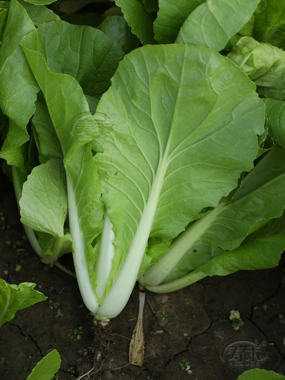 立冬过后做好这三件事，种菜丰产收获不断！