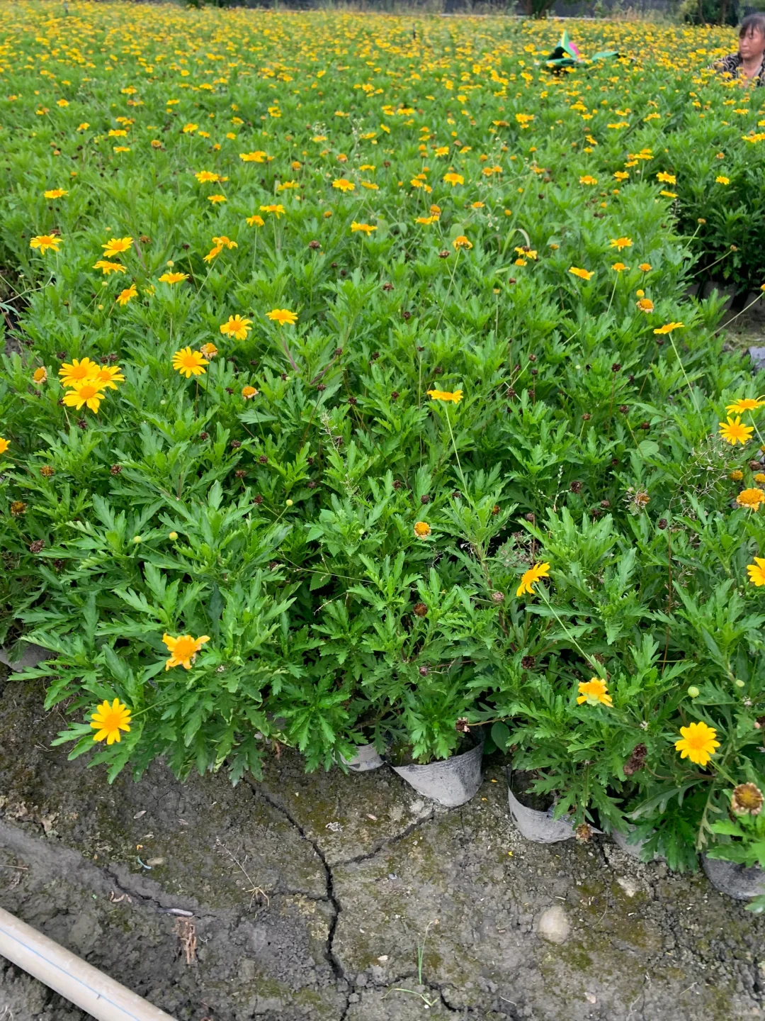 成都苗木基地 本地草花灌木批发，可施工