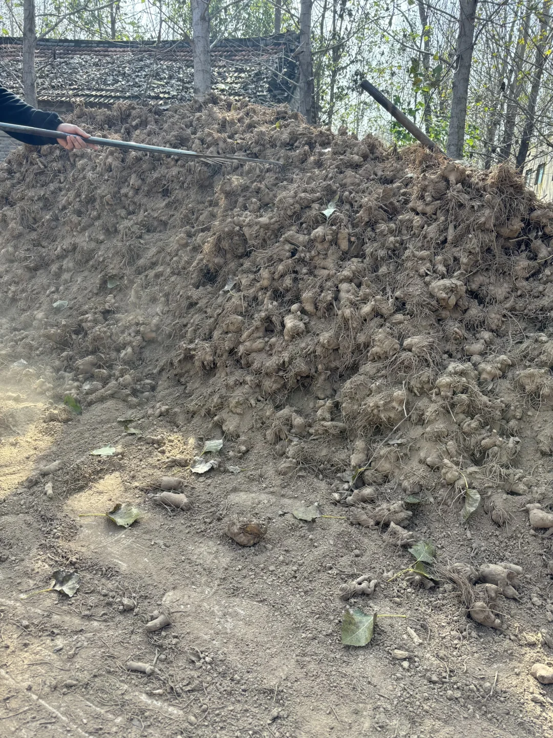 04年大学生回村创业种200亩中药材白术