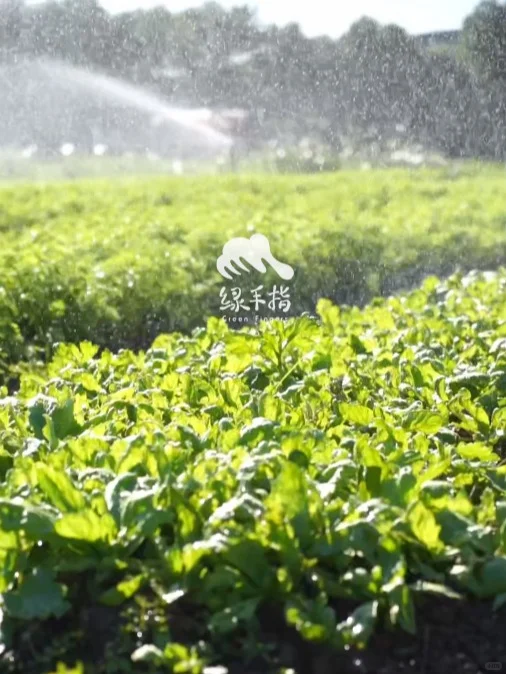 农场菜菜丰产预报